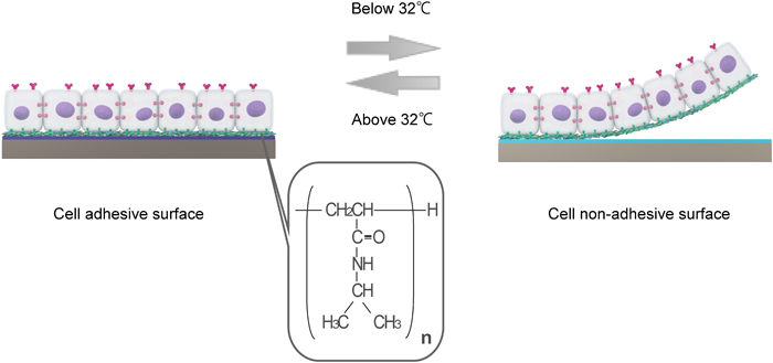 Pediatric Cardiology and Cardiac Surgery 31(3): 88-94 (2015)