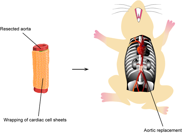 Pediatric Cardiology and Cardiac Surgery 31(3): 88-94 (2015)