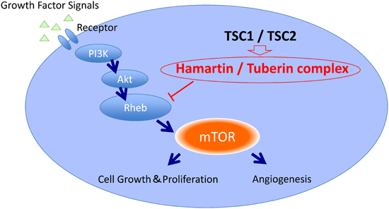 Pediatric Cardiology and Cardiac Surgery 32(3): 251-256 (2016)