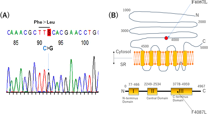Pediatric Cardiology and Cardiac Surgery 37(2): 144-150 (2021)