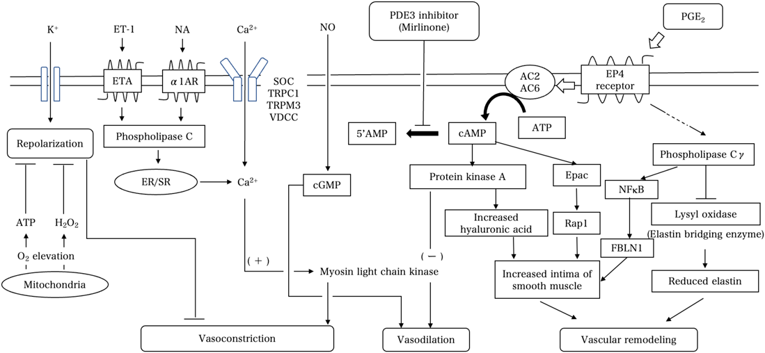 Pediatric Cardiology and Cardiac Surgery 39(1): 25-30 (2023)