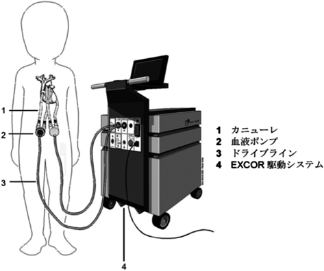 Pediatric Cardiology and Cardiac Surgery 41(1): 58-62 (2025)
